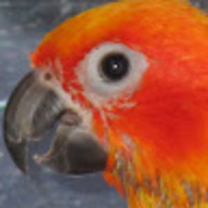 Meet your Posher, Aspen birds